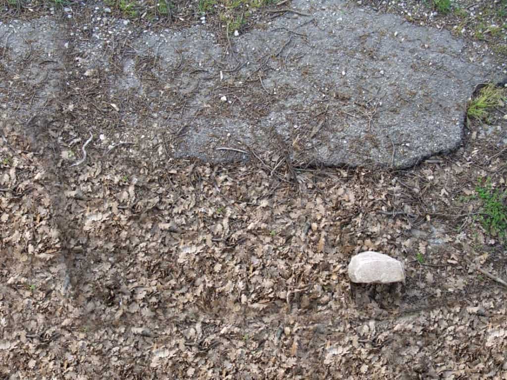 Asphalt Texture with Dry Leaves